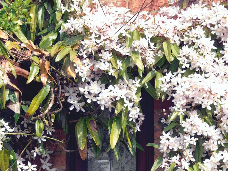 White flowers climbing walls with green leaves