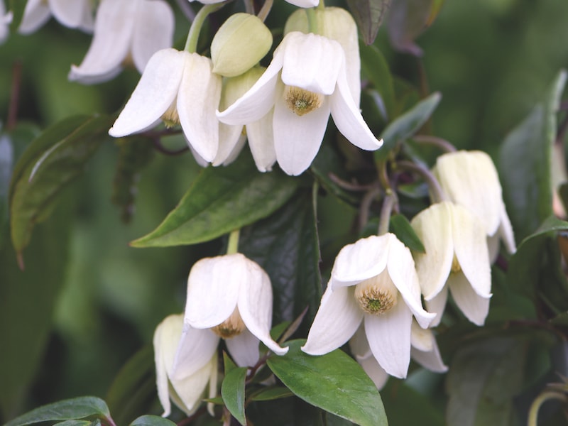 White clematis flowers against green leaves