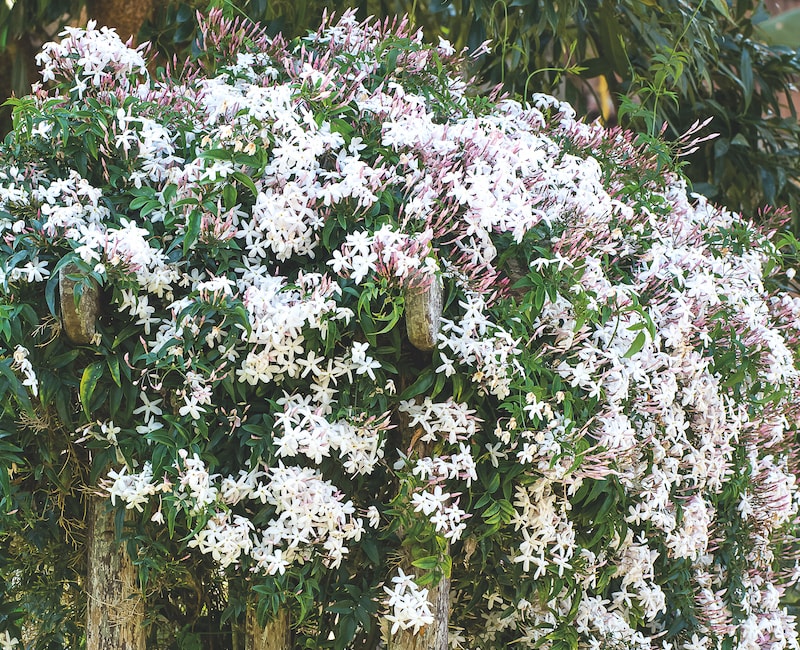 White climbing jasmine flowers on wooden fence