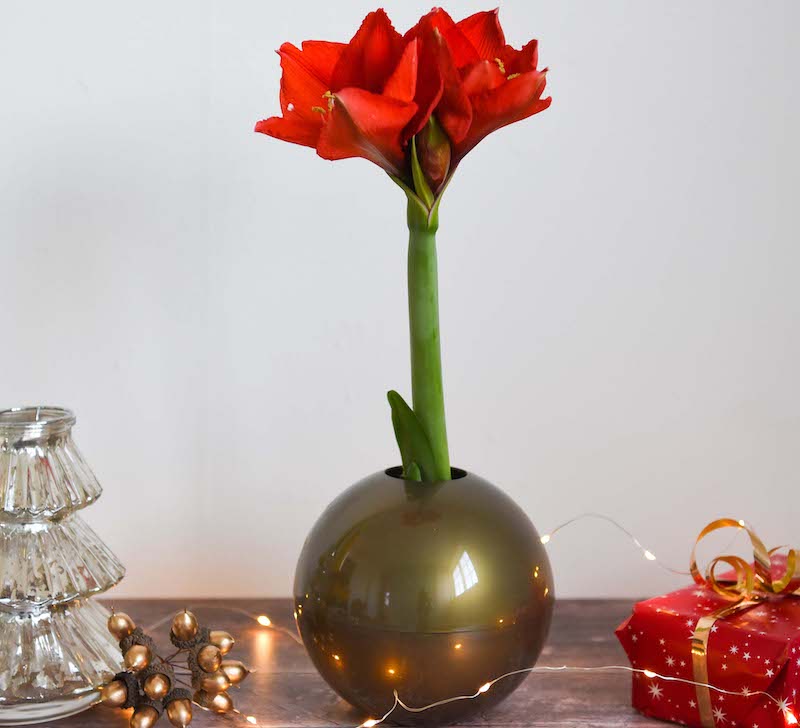 Red amaryllis in gold globe with festive Christmas table decoration