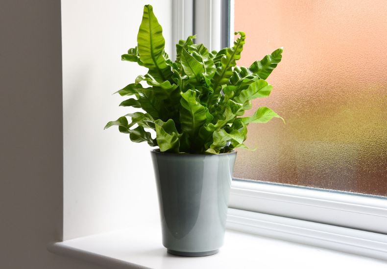 Glossy green fern