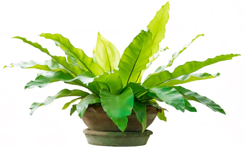 Green asplenium plant against white background