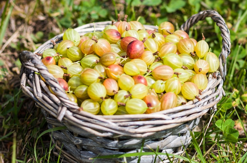 Collection of freshly harvested gooseberries in basket