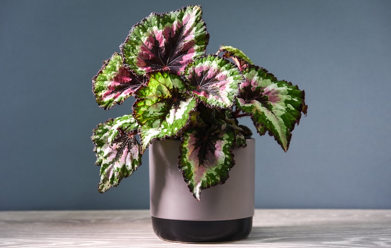 Indoor begonia with multicoloured leaves