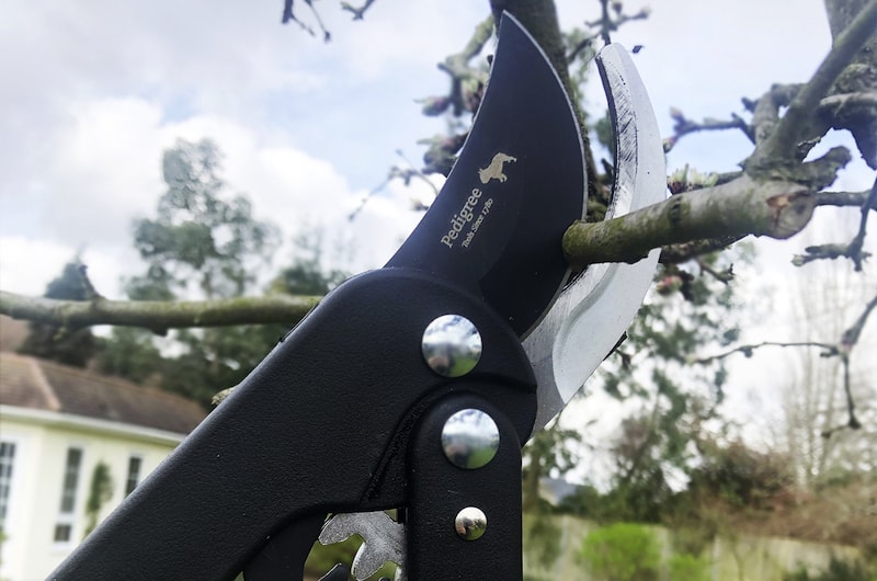 Bypass loppers pruning tree