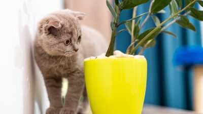 Guide to pet-friendly house plants