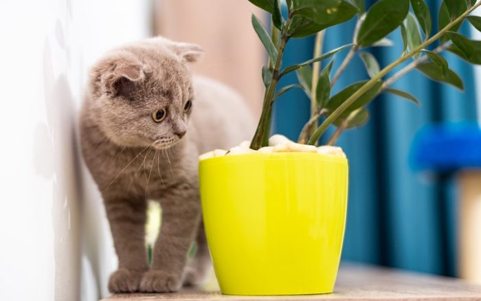 cat-looking-at-houseplant.jpg