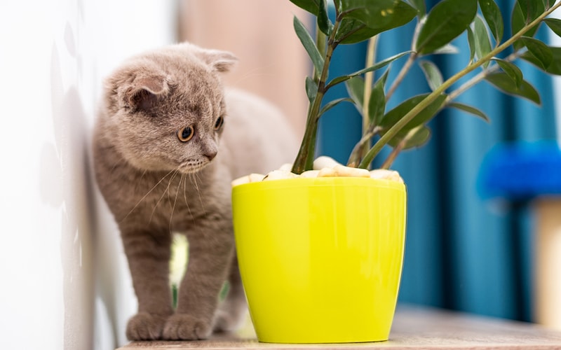 Cat looking at houseplant in yellow pot