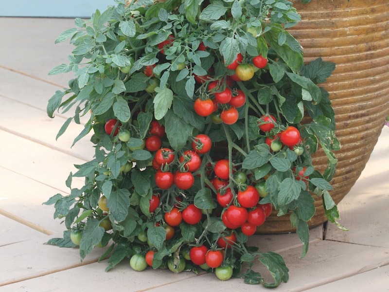 Cherry tomatoes growing out of container