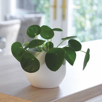 Chinese money plant in white pot on table