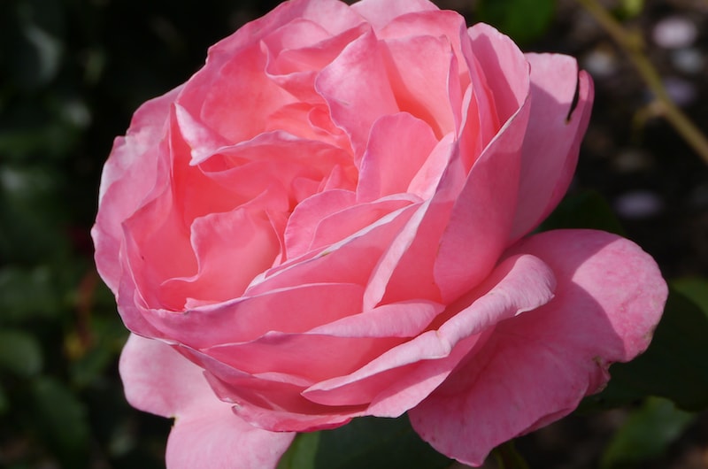 Closeup of pink rose 'Queen Elizabeth'