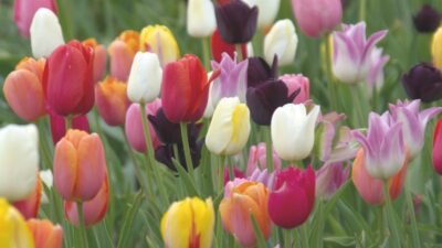Best expert advice on growing tulips