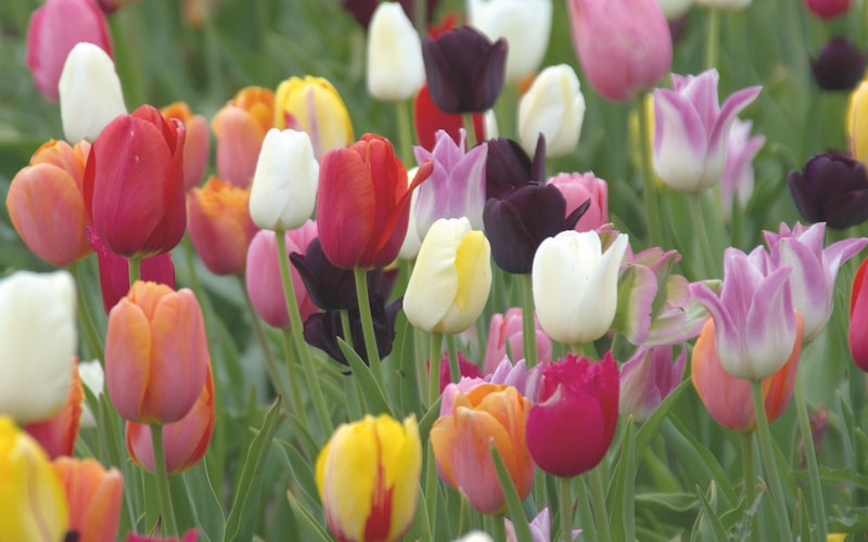 Collection of colourful tulips