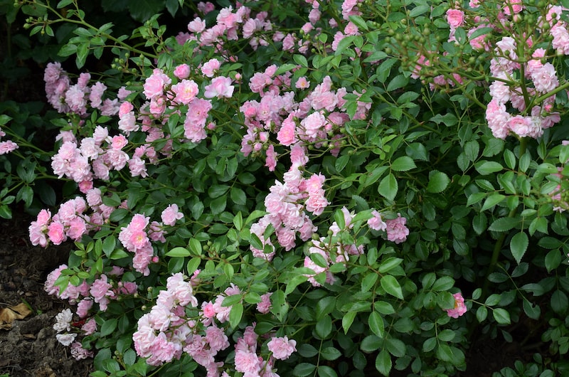 Closeup of pink roses on rose bush