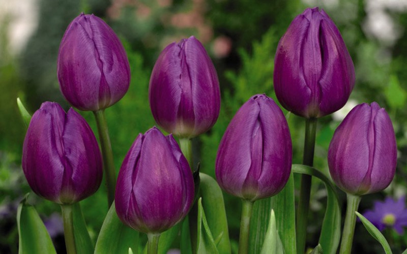 Collection of seven purple tulip bulbs with green foliage