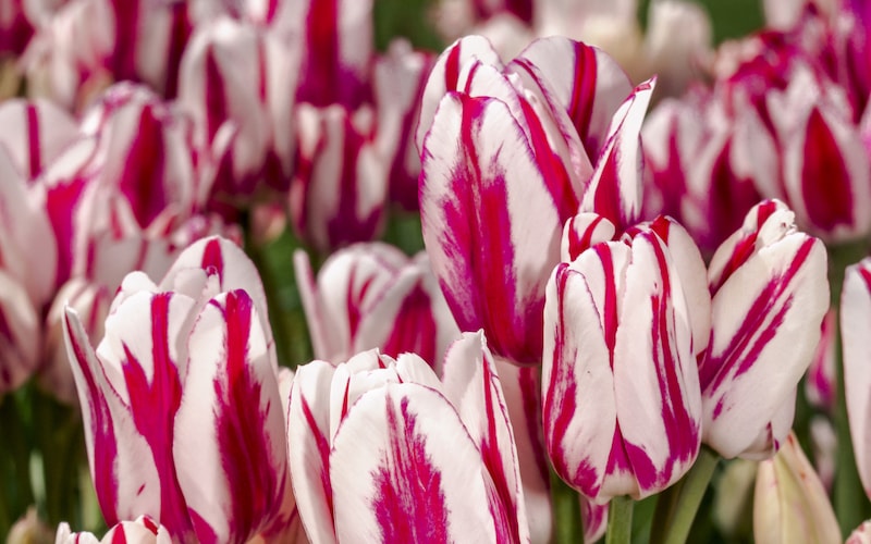 Group of pink and white tulips in groups