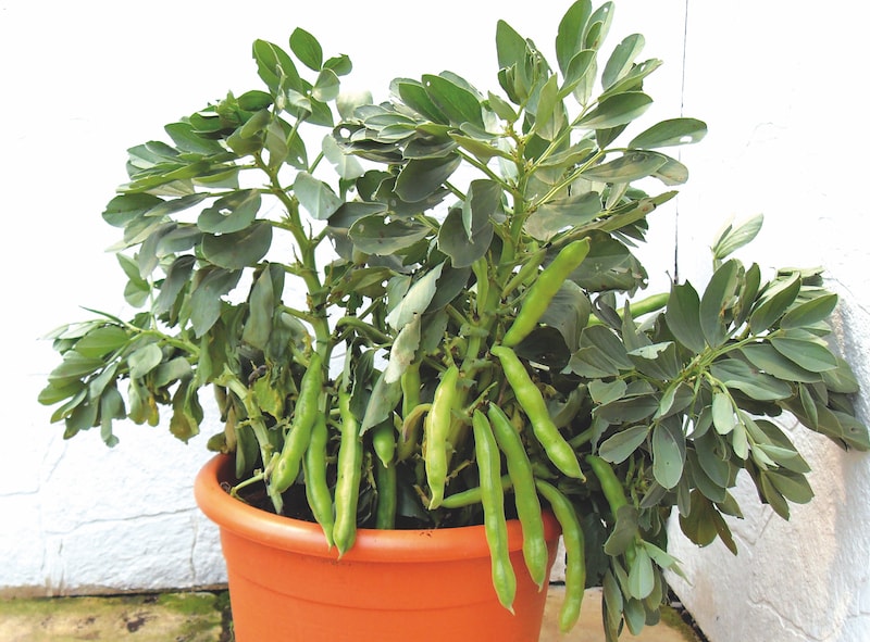 Broad beans growing out of container