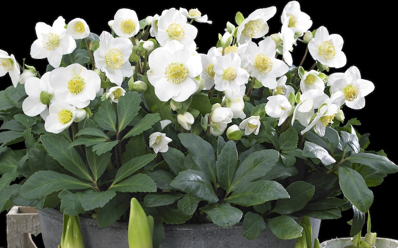 Collection of white hellebores in a pot against black background