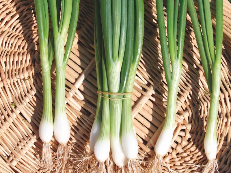 Harvested and clean spring onions lying on wicker basket