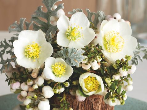 The fascinating story of the Christmas rose - Suttons Gardening Grow How