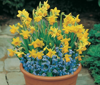 Narcissus and scilla growing in a pot