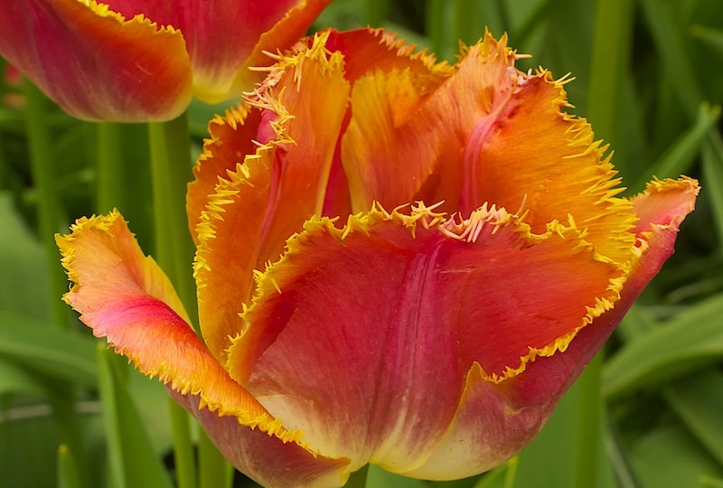 Orange tulip with yellow frilly edges