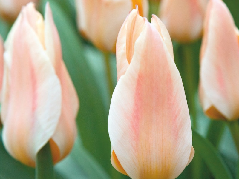 Two peach coloured tulips