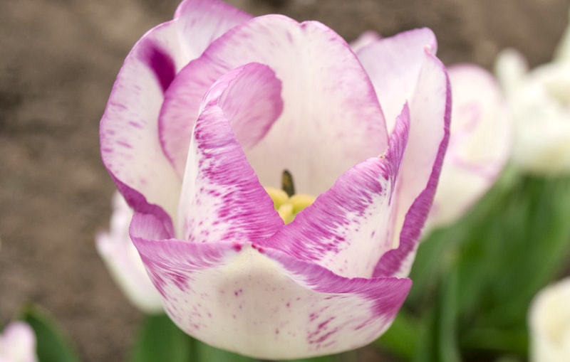 Singular white and pink tipped tulip