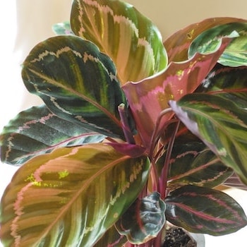 Prayer plant with multicoloured leaves