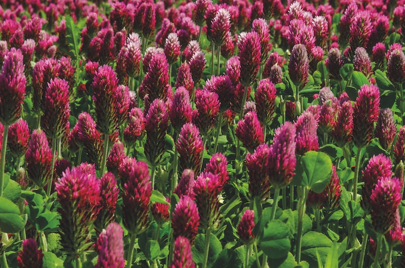 Red clover green manure growing in a field