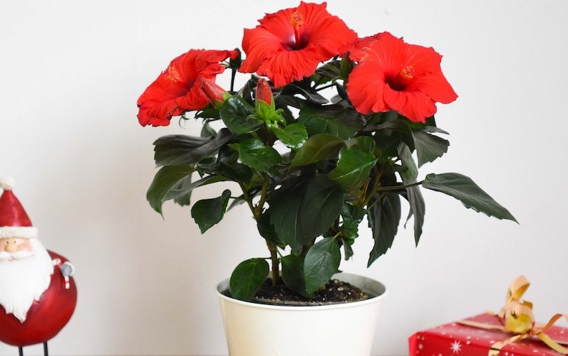 Red hibiscus flowers in a white pot with Christmas decorations