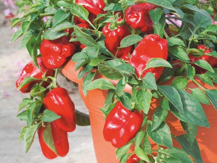 red-pepper-growing-out-containers.jpg
