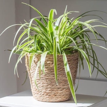 Spider plant in wicker basket on table