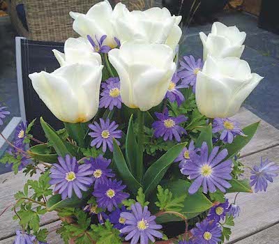 Tulip and anemone blue collection