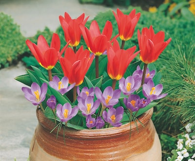 Red tulips and purple crocus in pot