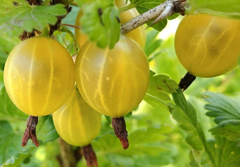 Closeup of yellow gooseberries