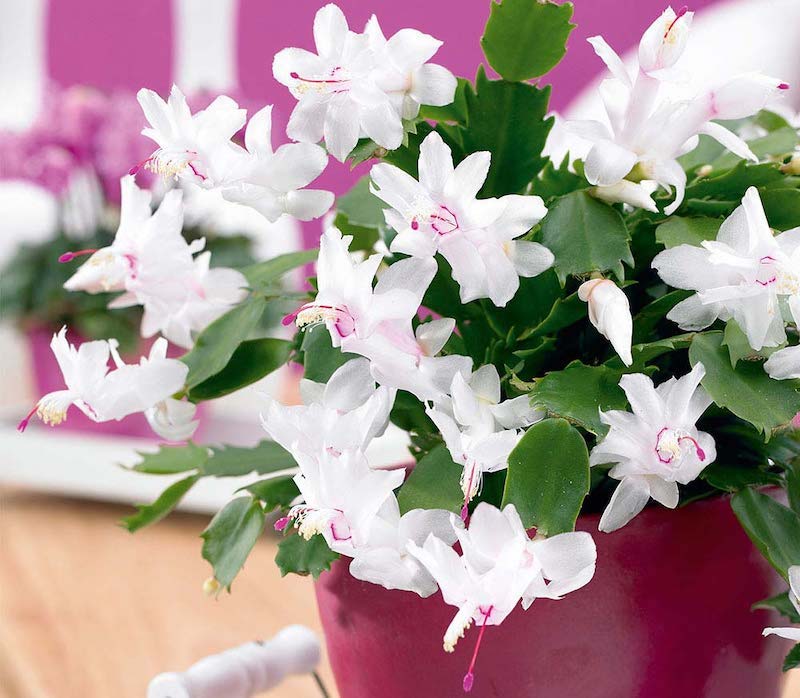 White Christmas cactus with pink stamen in pink pot