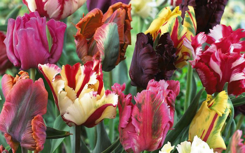Collection of parrot tulips