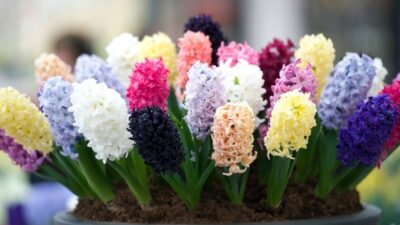 Best expert advice on growing hyacinths