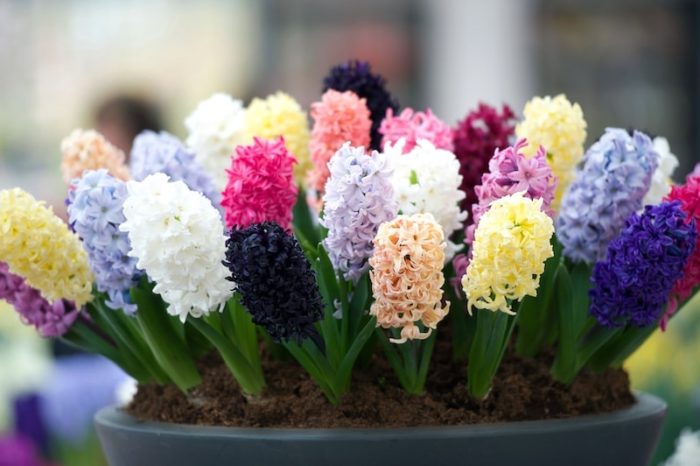 collection-of-multicoloured-hyacinths.jpg