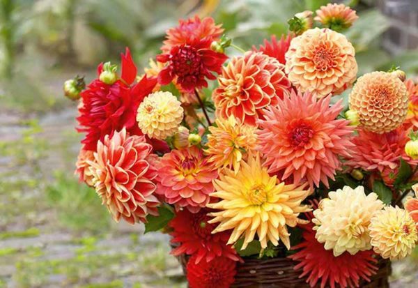 How To Grow Dahlias - Suttons Gardening Grow How