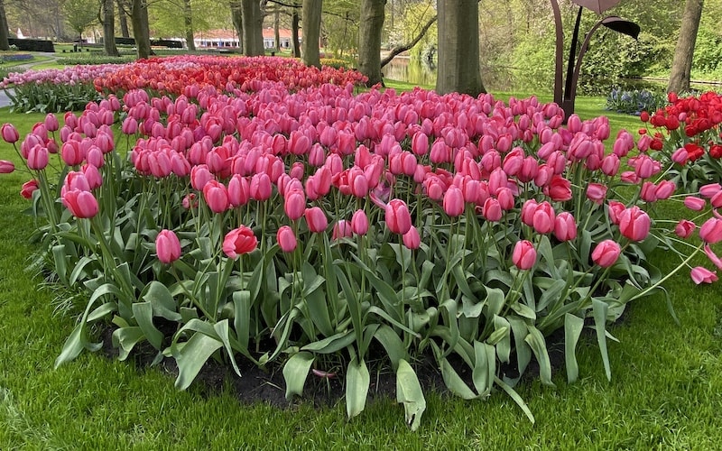 Pink giant tulips planted in park