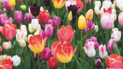 How to grow tulips