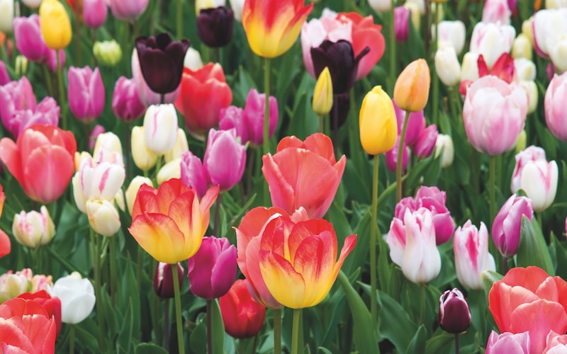 Multicoloured tulips in field