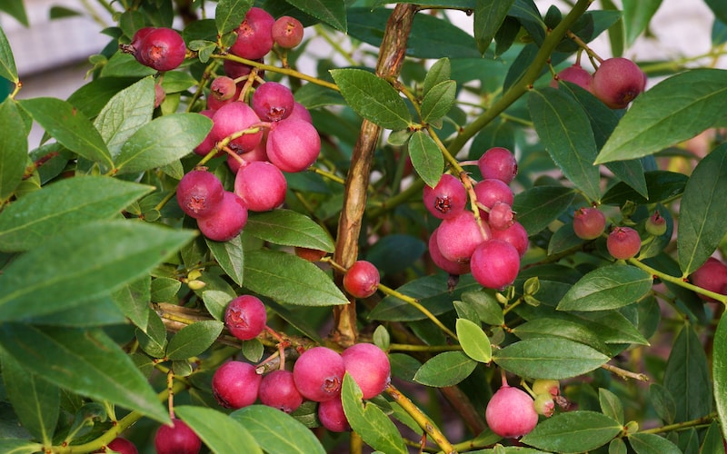 Pink blueberries surrounded by greenery