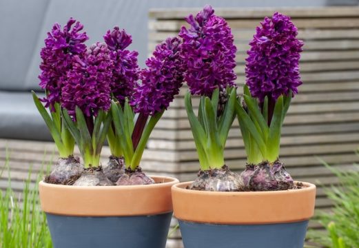 Best Expert Advice On Growing Hyacinths Suttons Gardening Grow How