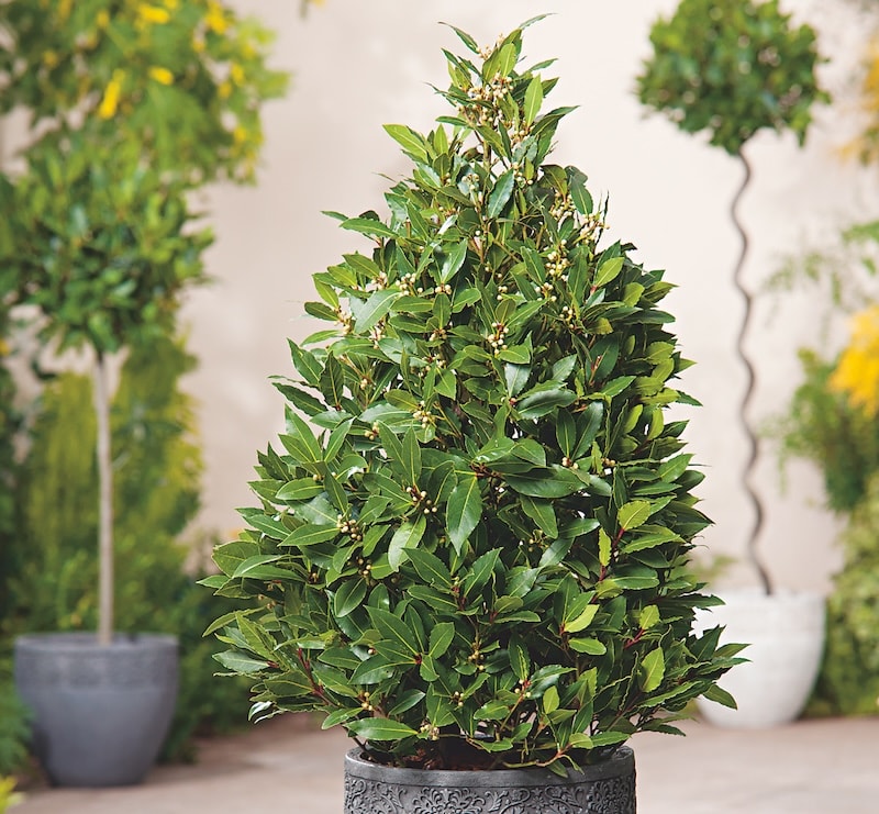 Pyramid shaped bay tree from Suttons