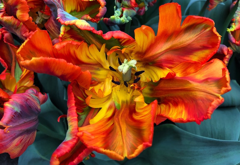 Parrot tulips petals in red and yellow
