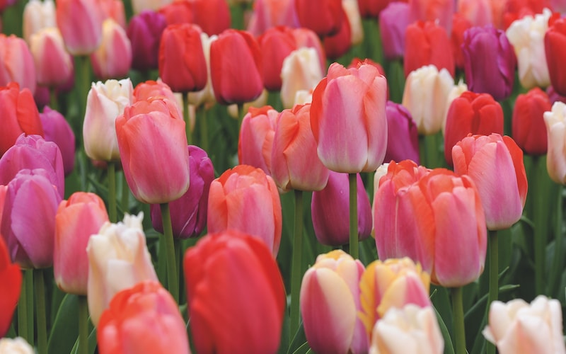Complementary tulips in shades of purple, pink and peach