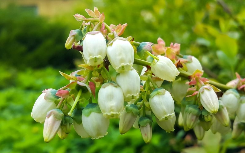 White blueberry flowers